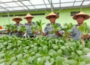 Dukung Program Ketahanan Pangan Nasional, Seksi Giatja Lapas Pekanbaru Terus Produktif Dengan Memanen Sayuran Pakcoy