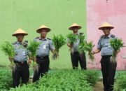 Dukung Program Ketahanan Pangan, Kalapas Pekanbaru dan Jajaran Panen Hasil Pembinaan Kemandirian Warga Binaan