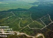 Lapor Pak Kapolres Dumai, Lahan Perkebunan Sawit Ilegal Seluas 300 Hektar Di Wilayah Kelurahan Gurun Panjang Kenapa Belum Ditindak Tegas?