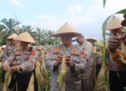 Polres Rokan Hulu Gelar Panen Raya Jagung Di Desa Pasir Agung, Dukung Program ASTA CITA PRESIDEN RI CITA Presiden RI