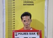 3 Pelaku Kasus Narkotika Jenis Daun Ganja Diciduk oleh Sat Narkoba Polres Siak
