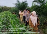 Polsek Benai dan Forkopimcam Kunjungan ke Lahan Ketahanan Pangan Desa Seberang Teratak Air Hitam, Kapolres Kuansing Apresiasi Langkah Nyata Pemerintah Desa