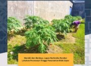 Mandiri dan Berdaya, Lapas Narkotika Rumbai Lakukan Perawatan Hingga Penanaman Bibit Sayur