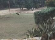 Gawat”Lahan Ratusan Hektar Didesa Sungai Buluh Diduga Tidak Memiliki IUP Dan Amdal Dinas Terkait Diminta Tidak Tutup Mata