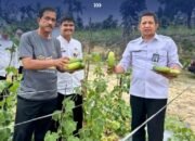 Kakanwil Ditjenpas Riau Panen Timun di Rutan Pekanbaru, Dorong Kemandirian Warga Binaan Melalui Program Ketahanan Pangan