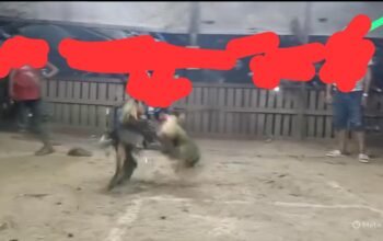 Judi Sabung Ayam di Sagulung Diduga Beroperasi Terang-Terangan, Cerminan Lemahnya Penegakan Hukum