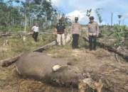 Anak Gajah Sumatera Ditemukan Mati Terjerat di TNTN, Kapolda Riau Turun Langsung Pimpin Penyelidikan