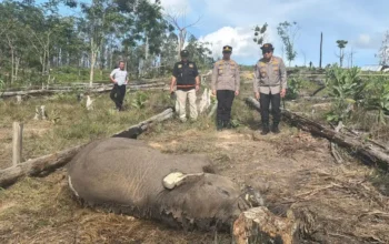 Anak Gajah Sumatera Ditemukan Mati Terjerat di TNTN, Kapolda Riau Turun Langsung Pimpin Penyelidikan