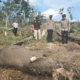 Anak Gajah Sumatera Ditemukan Mati Terjerat di TNTN, Kapolda Riau Turun Langsung Pimpin Penyelidikan