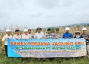 Panen Perdana Jagung Pipil PT MAS di Tanjung Pauh, Wujud Dukungan Asta Cita Presiden