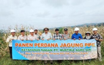 Panen Perdana Jagung Pipil PT MAS di Tanjung Pauh, Wujud Dukungan Asta Cita Presiden