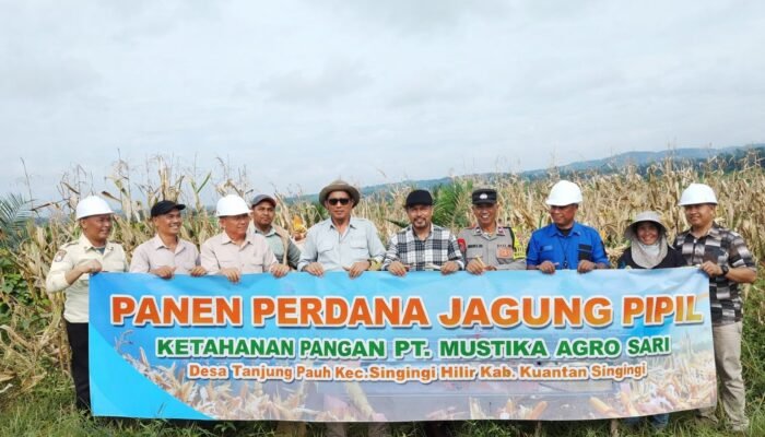 Panen Perdana Jagung Pipil PT MAS di Tanjung Pauh, Wujud Dukungan Asta Cita Presiden
