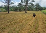 Polsek Bagan Sinembah Tancap Gas Dukung Asta Cita Presiden, Jagung Pipil Tumbuh Subur di Lahan Ketahanan Pangan