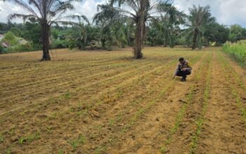 Polsek Bagan Sinembah Tancap Gas Dukung Asta Cita Presiden, Jagung Pipil Tumbuh Subur di Lahan Ketahanan Pangan