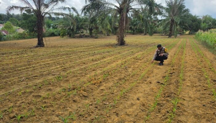 Polsek Bagan Sinembah Tancap Gas Dukung Asta Cita Presiden, Jagung Pipil Tumbuh Subur di Lahan Ketahanan Pangan