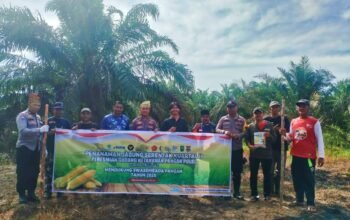 Polsek Rokan IV Koto Turun Langsung Tanam Jagung Bersama Warga di Lubuk Bendahara Timur, Wujud Polisi Cinta Petani