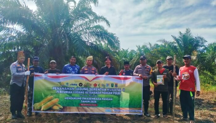 Polsek Rokan IV Koto Turun Langsung Tanam Jagung Bersama Warga di Lubuk Bendahara Timur, Wujud Polisi Cinta Petani