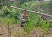 Polri Hadir untuk Petani, Polsek Rokan IV Koto Pantau Tanaman Jagung di Desa Pemandang