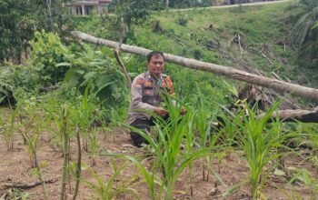 Polri Hadir untuk Petani, Polsek Rokan IV Koto Pantau Tanaman Jagung di Desa Pemandang