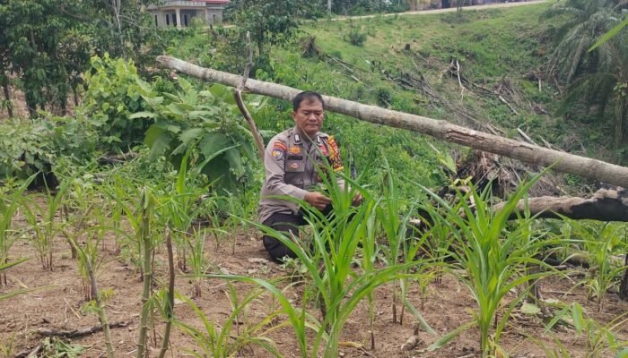 Polri Hadir untuk Petani, Polsek Rokan IV Koto Pantau Tanaman Jagung di Desa Pemandang