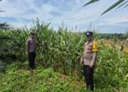 Polsek Bagan Sinembah Intensifkan Pengecekan Jagung Pipil, Dukung Ketahanan Pangan Nasional