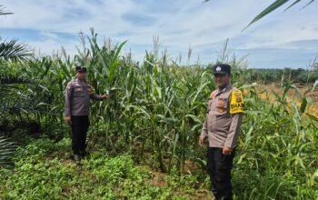 Polsek Bagan Sinembah Intensifkan Pengecekan Jagung Pipil, Dukung Ketahanan Pangan Nasional
