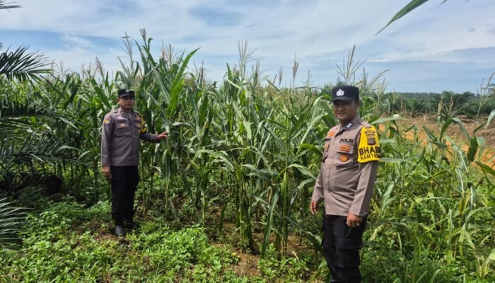 Polsek Bagan Sinembah Intensifkan Pengecekan Jagung Pipil, Dukung Ketahanan Pangan Nasional