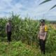 Polsek Bagan Sinembah Intensifkan Pengecekan Jagung Pipil, Dukung Ketahanan Pangan Nasional