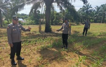 Polsek Bagan Sinembah Cek Pertumbuhan Jagung Pipil, Wujud Dukungan Ketahanan Pangan Nasional