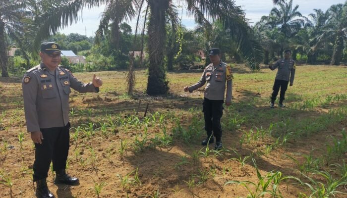 Polsek Bagan Sinembah Cek Pertumbuhan Jagung Pipil, Wujud Dukungan Ketahanan Pangan Nasional