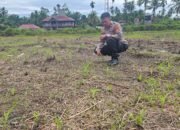 Kawal Ketahanan Pangan Nasional, Polsek Rokan IV Koto Aktif Dampingi Petani Jagung Hibrida di Koto Ruang