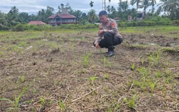 Kawal Ketahanan Pangan Nasional, Polsek Rokan IV Koto Aktif Dampingi Petani Jagung Hibrida di Koto Ruang