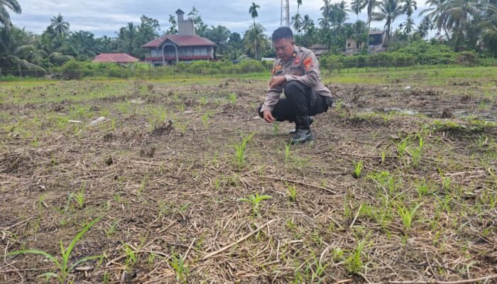 Kawal Ketahanan Pangan Nasional, Polsek Rokan IV Koto Aktif Dampingi Petani Jagung Hibrida di Koto Ruang