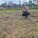 Kawal Ketahanan Pangan Nasional, Polsek Rokan IV Koto Aktif Dampingi Petani Jagung Hibrida di Koto Ruang