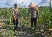 Kapolsek Bangko Bersama Petani Swasembada Pekaitan Perkuat Ketahanan Pangan Nasional