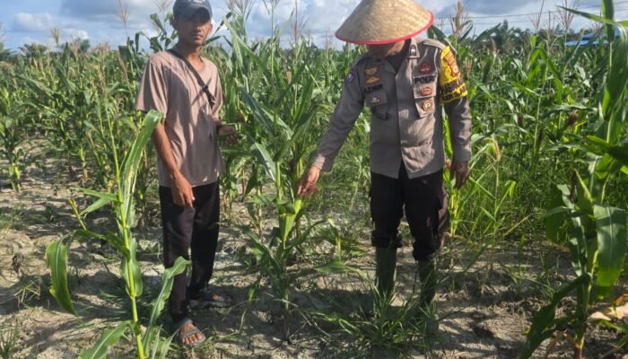 Kapolsek Bangko Bersama Petani Swasembada Pekaitan Perkuat Ketahanan Pangan Nasional