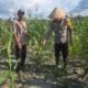 Kapolsek Bangko Bersama Petani Swasembada Pekaitan Perkuat Ketahanan Pangan Nasional