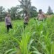 Polsek Bagan Sinembah Tancap Gas Dukung Ketahanan Pangan Nasional, Jagung Pipil 2 Hektare Tumbuh Subur dan Menjanjikan