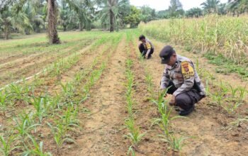 Perkuat Swasembada Pangan, Polsek Bagan Sinembah Lakukan Pengecekan Rutin Tanaman Jagung
