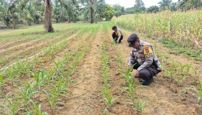 Perkuat Swasembada Pangan, Polsek Bagan Sinembah Lakukan Pengecekan Rutin Tanaman Jagung