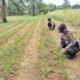 Perkuat Swasembada Pangan, Polsek Bagan Sinembah Lakukan Pengecekan Rutin Tanaman Jagung