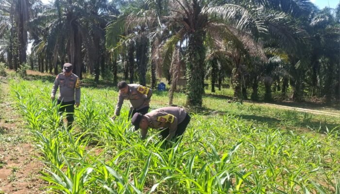 Dukung Asta Cita Presiden, Polsek Bagan Sinembah Pantau Pertumbuhan Jagung Ketahanan Pangan Nasional