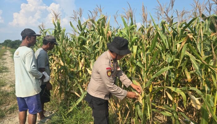 Polisi dan Petani Bersatu, Ketahanan Pangan Suak Air Hitam Kian Menguat