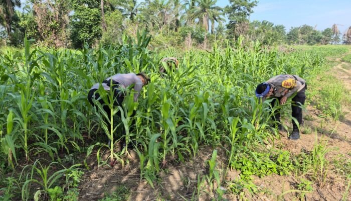 Polsek Bagan Sinembah Perkuat Ketahanan Pangan Nasional, Pantau Intensif Pertumbuhan Jagung Pipil Dukung Program Asta Cita Presiden RI