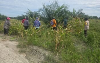 POLRI UNTUK MASYARAKAT: POLSEK BANGKO DAMPINGI PETANI, PERKUAT LANGKAH MENUJU SWASEMBADA PANGAN