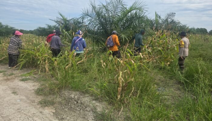 POLRI UNTUK MASYARAKAT: POLSEK BANGKO DAMPINGI PETANI, PERKUAT LANGKAH MENUJU SWASEMBADA PANGAN