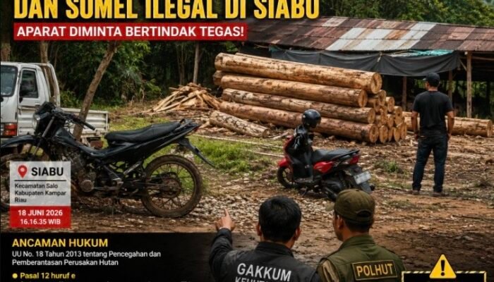 Gawat! Dugaan Aktivitas Gudang Kayu dan Somel Ilegal di Siabu Kian Marak, Aparat Diminta Jangan Tutup Mata