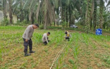 Polsek Bagan Sinembah Lakukan Monitoring Pertumbuhan Jagung Pipil, Dukung Ketahanan Pangan Nasional