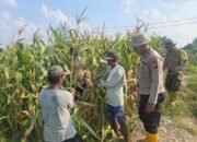 Program Ketahanan Pangan Berbuah Hasil yang baik | Kapolsek Bangko Apresiasi Kelompok Tani Suak Air Hitam