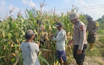 Program Ketahanan Pangan Berbuah Hasil yang baik | Kapolsek Bangko Apresiasi Kelompok Tani Suak Air Hitam